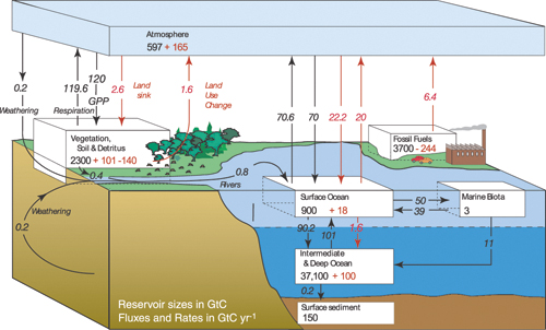 Figur 4.3 Figuren viser den globale karbonsyklusen gjennom 1990-tallet
 uttrykt ved de viktigste årlige forflytningene av karbon,
 målt i Gt C. Førindustriell naturlig forflytning
 av karbon er illustrert med svart, og menneskeskapt forflytning
 av karbon er illustrert med rødt.
