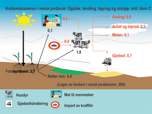 Figur 5.2 Prinsippskisse av karbonstrømmen i jordbruket.
Jordbrukets fotosynteseprodukter (illustrert med sorte piler) blir
til mat for både mennesker og husdyr og noe blir igjen
i jorda i form av røtter og uutnyttet biomasse. Den delen
av karbonstrømmen som blir spist av husdyr er illustrert
med røde piler og tall. Noen produksjoner tapper jorda
for karbon, andre kan øke jordas karbonlager. Produksjoner
med drøvtyggere bidrar i tillegg med metangass. Hele systemet
må sees i sammenheng for å vurdere jordbrukets
bidrag til klimaproblemet.