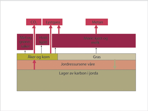Figur 7.1 Fotosyntesen sørger for et stort opptak av karbon
 fra lufta. I underkant av en tredjedel blir bundet i røtter
 og annen biomasse, mens om lag to tredjedeler av karbonet blir høstet
 og inngår i fôr og mat. Det er bare en liten del
 av karbonet i norsk jordbruksproduksjon som går direkte
 til menneskemat. Hoveddelen går inn i husdyrproduksjon.
 Figuren viser hvordan karbonstrømmen går videre
 i husdyrproduksjonen til mat, til ånding, og husdyrgjødsel.
 Mer en 60 prosent av karbonet blir på jordet eller blir
 tilbakeført til jordet i form av husdyrgjødsel
 og svinn. Her sørger mikroorganismer for nedbryting av
 karbonforbindelsene, og en stor del av karbonet vil gjennom dette
 komme tilbake til atmosfæren i form av CO2.
 I enkelte områder vil tilførselen av karbon være
 høyere enn nedbrytingen, og det fører til en oppbygging
 av karbonlageret i jord. I andre områder er tilførselen
 av karbon til jorda mindre enn nedbrytingen, og karbonlageret reduseres.
 De røde og grønne pilene viser karbonstrømmen,
 mens de svarte pilene viser strømmen av produkter.