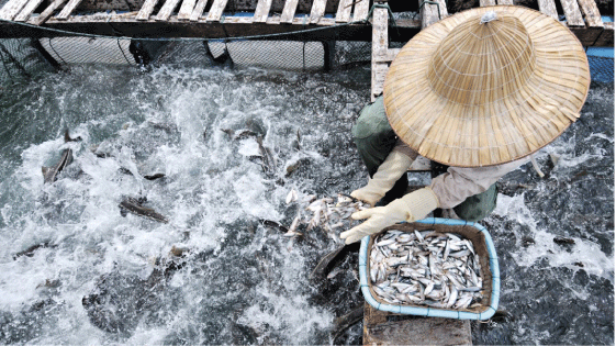 Figure 5.2 Our Fish for Development programme is designed to improve food security and promote sustainable management of fish stocks and profitable business activities.