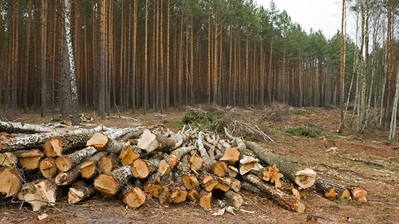 Bildet viser felte tre som ligg på bakken i eit typisk skogbruksområde der trea står tett saman.