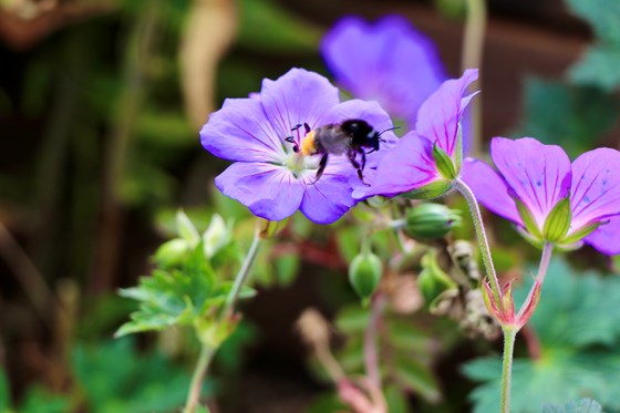 Pollinatorvennlige planter.