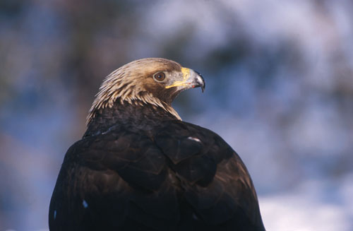 Figur 1.1 Kongeørn portrett (Aquila chrysaetos). Kongeørn
skal fremover omfattes av det nasjonale overvåkingsprogrammet
for rovvilt.