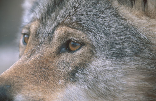 Figur 1.3 Ulv portrett (Canis lupus). Det vil bli innført lisensjakt
på ulv når bestandsnivået tillater dette.