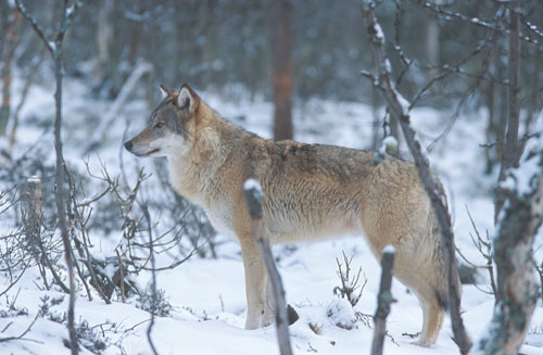 Figur 3.12 Vill ulv i Norge (Canis lupus) . Tap av sau og andre husdyr
forårsaket av ulv har vært små i Akershus
og Østfold, da dyr på utmarksbeite i disse områdene
i stor grad beiter på inngjerdet mark.