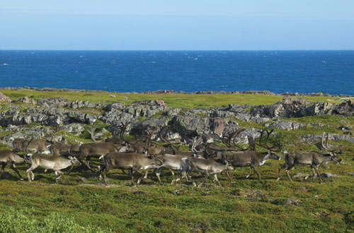 Figur 3.14 Reinsdyr beiter ved Varangerfjorden, Finnmark. Den enkelte
reineier kan ringe og melde fra om funn av kadaver til «kadavertelefonen» opprettet
av Fylkesmannen i Finnmark og Reindriftsforvaltningen.