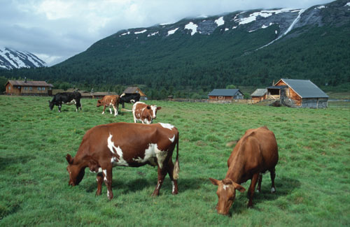 Figur 3.15 Kyr ved Sotaseter, Bråtdalen, Skjåk. Geit,
storfe og hest er lite utsatt for tap grunnet rovvilt.