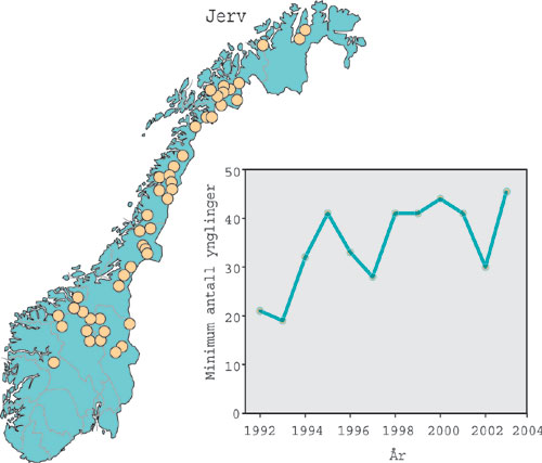 Figur 3.2 Kartet viser fordelingen av registrerte ynglinger av jerv i
2003. Grafen viser utviklingen i antall registrerte ynglinger av
jerv i perioden 1992–2003.