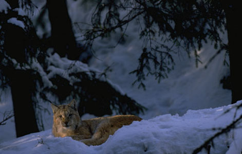 Figur 3.20 Gaupe (Lynx lynx). Uttak av rovvilt kan benyttes for å hindre
tap av rein og husdyr.