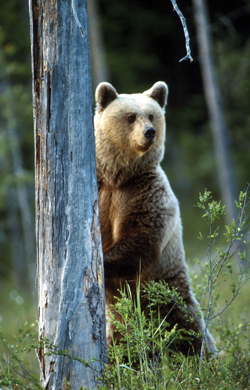 Figur 3.28 Vill brunbjørn (Ursus arctos). Virkemidlene bør
samordnes bedre mellom miljøvern- og landbruksforvaltningen
for å stimulere til driftstilpasninger i saueholdet i områder
med faste bestander av rovvilt.