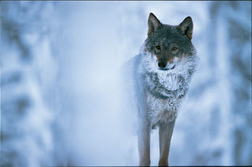 Figur 5.1 Ulv (Canis lupus) under kontrollerte forhold. I henhold til
Bern-konvensjonen er Norge forpliktet til å ta vare på sin
del av ulvebestanden.