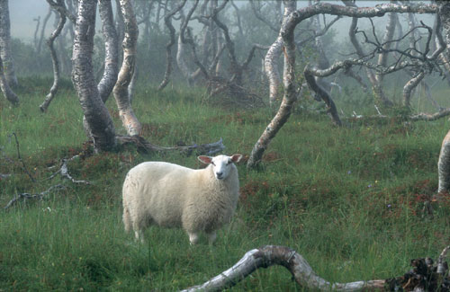 Figur 5.2 Sau på beite i fjellbjørkeskog. En av Europarådets
dyreholdkonvensjoner anbefaler økt tilsyn med sau på beite
der det er fare for angrep fra rovvilt.