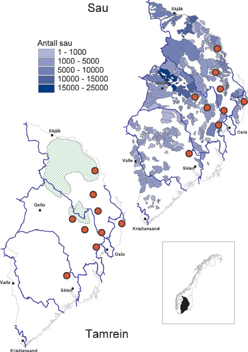 Figur 6.11 Dagens forekomst av rovdyr, sau og tamrein i region 2. Bare
 sau fra brukere som er medlem i ordningen «organisert beitebruk» er
 representert. Grønn skravering viser områder med
 reindrift. Rød sirkel viser dokumenterte familiegrupper
 av gaupe ...