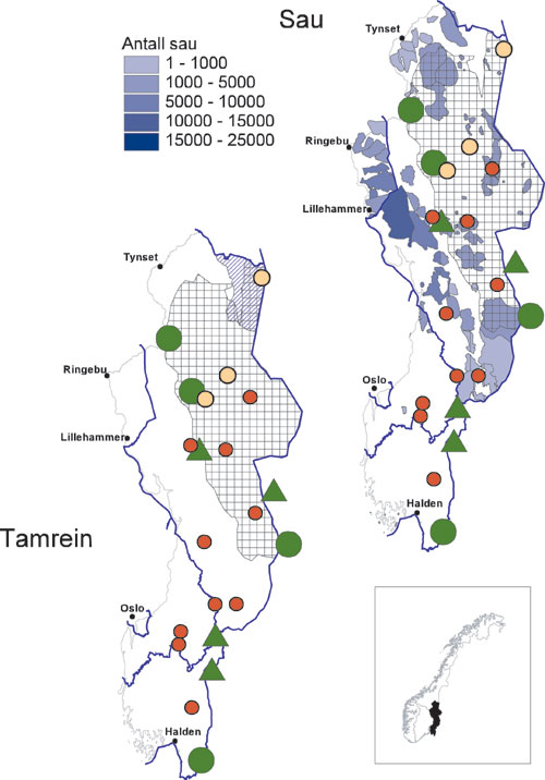 Figur 6.13 Dagens forekomst av rovdyr, sau og tamrein i region 3. Bare
 sau fra brukere som er medlem i ordningen «organisert beitebruk» er
 representert. Blå skravering viser områder med
 samiske reindrift. Rød sirkel viser dokumenterte familiegrupper
 av ...
