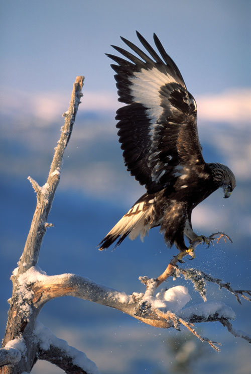 Figur 6.14 Kongeørn (Aquila chrysaetos). Det forutsettes at bestanden
 av kongeørn opprettholdes minst på dagens nivå i
 alle forvaltningsregioner.