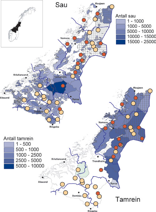 Figur 6.15 Dagens forekomst av rovdyr, sau og tamrein i region 4. Bare
 sau fra brukere som er medlem i ordningen «organisert beitebruk» er
 representert. Blå skravering og blå fylling viser
 samiske reindriftsområder, mens grønn skravering
 viser annen tam...