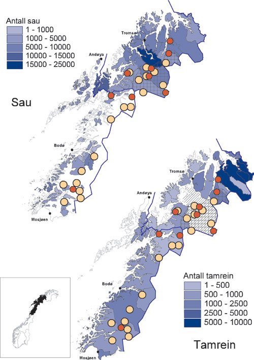 Figur 6.17 Dagens forekomst av rovdyr, sau og tamrein i region 5. Bare
 sau fra brukere som er medlem i ordningen «organisert beitebruk» er
 representert. Svart skravering på kartet over tamrein viser
 konvensjonsbeite for svensk rein. Rød sirkel viser dokum...