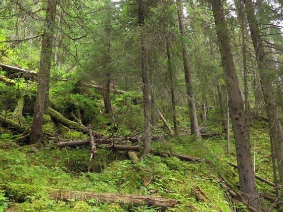 Veteren naturreservat