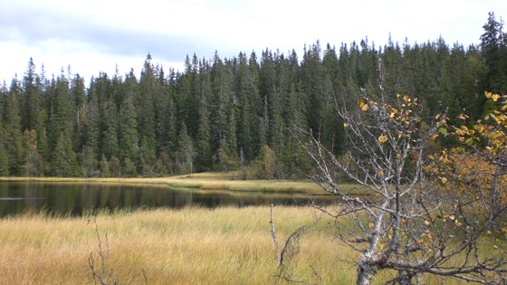 Granskog