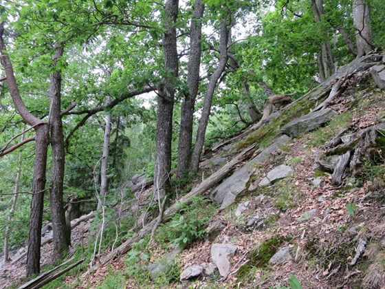 Eikeskog