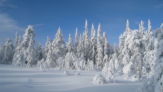 Vinterskog. Nordmarka Vinterskog.