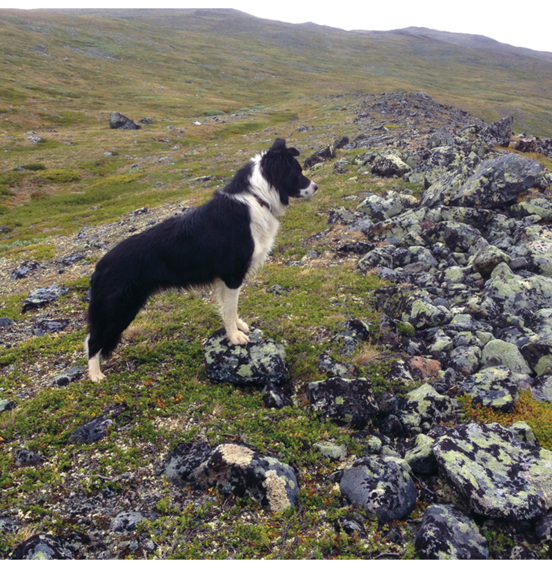 Figur 14.1 Border collie på vakt