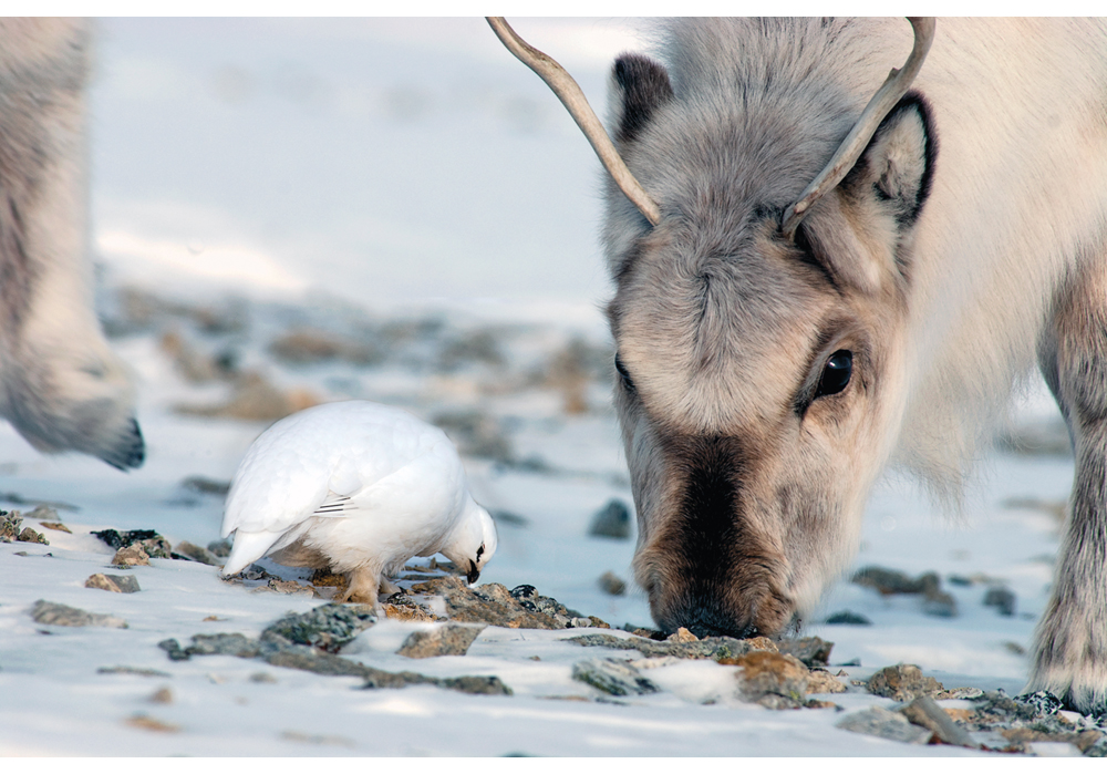 Figure 7.1 Svalbard reindeer and Svalbard rock ptarmigan grazing together.