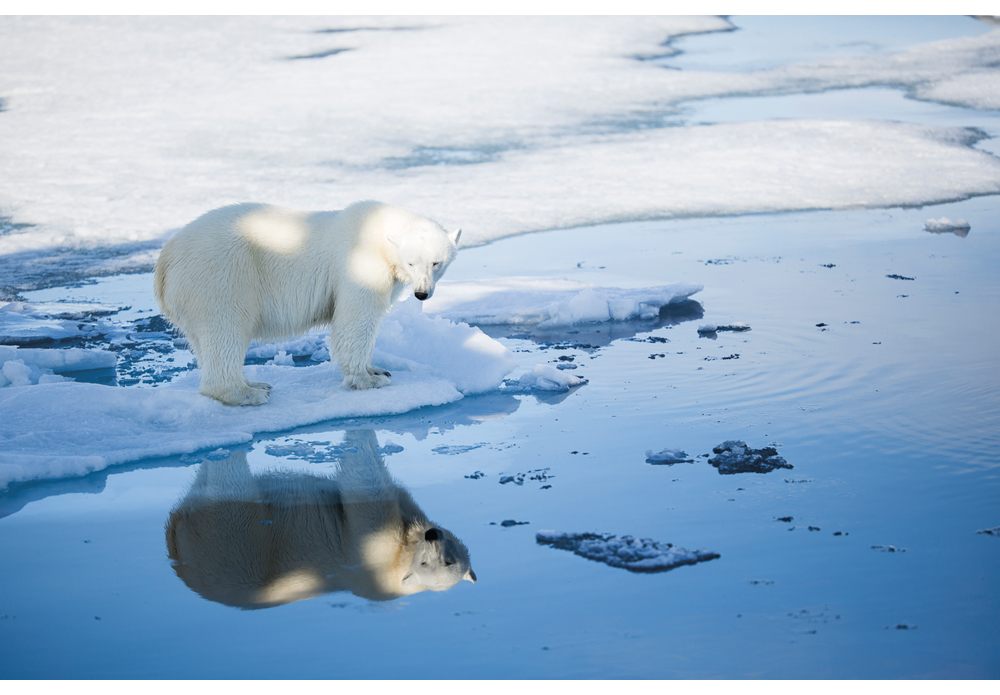 Figure 7.2 Polar bear.