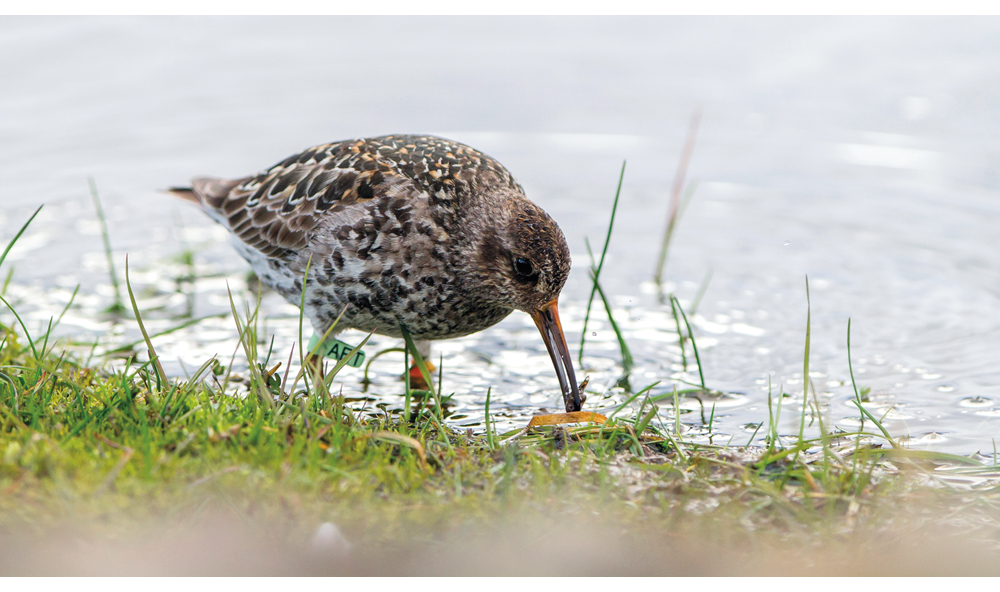 Figure 7.4 Purple sandpiper