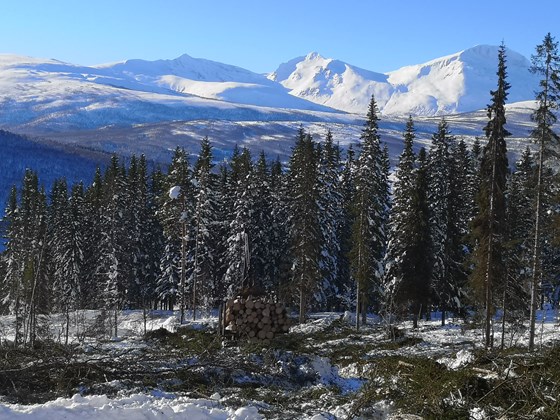 Hogst i skogresingsskog