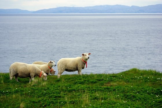 Sau beiter på Ekkerøy i Vadsø