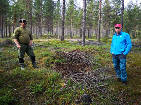 Tynning i reinbeiteområder