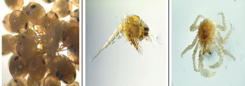 Figur 3.2 Foto av egg: Celeste Leroux, Alaska King Crab Research and Rehabilitation Program, Alaska Sea Grant. Foto av larve og liten krabbe: B. Damsgård, Fiskeriforskning.
