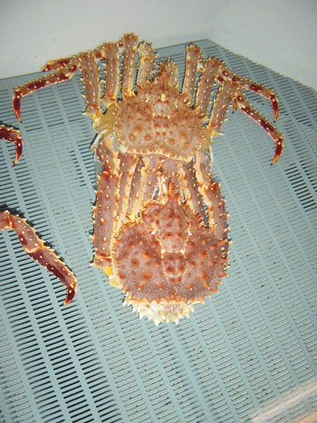 Figur 3.3 Foto: Sten Siikavuopio, Fiskeriforskning