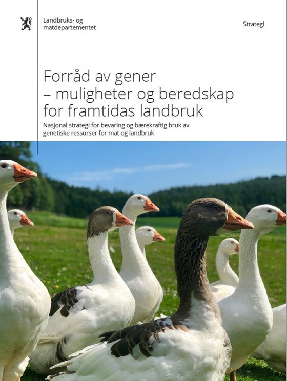 Forside - Strategi.