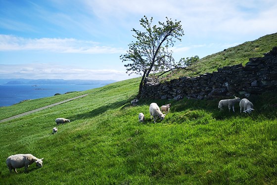 Beite på .Hodne