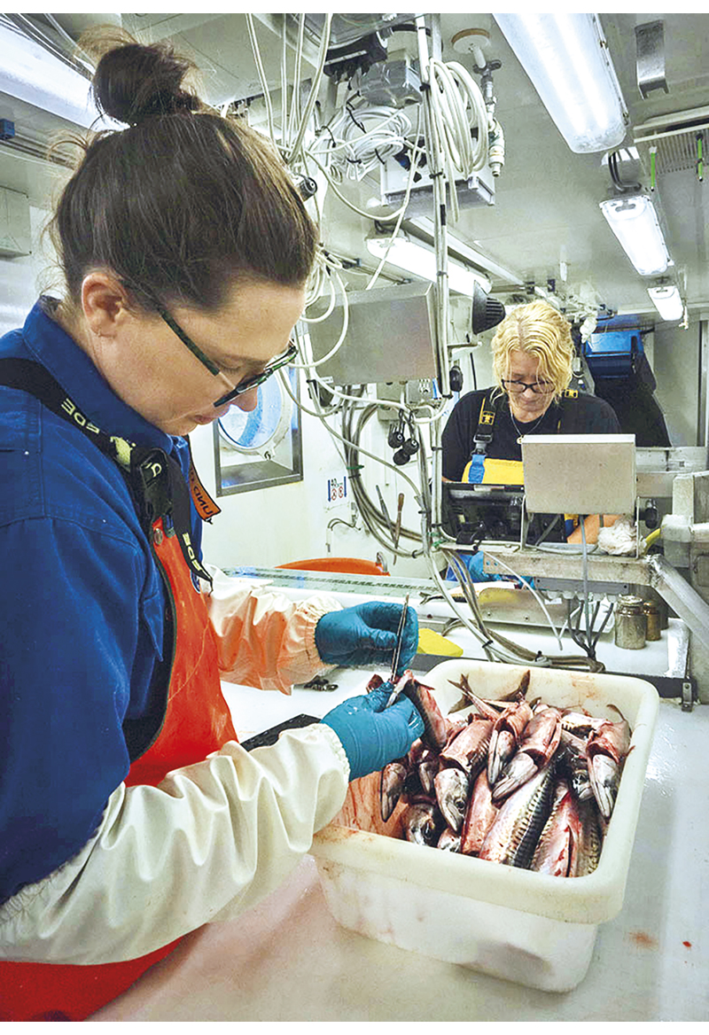 Figur 2.5 Trålen er nettopp kommen inn, og i laben blir fangsten opparbeida