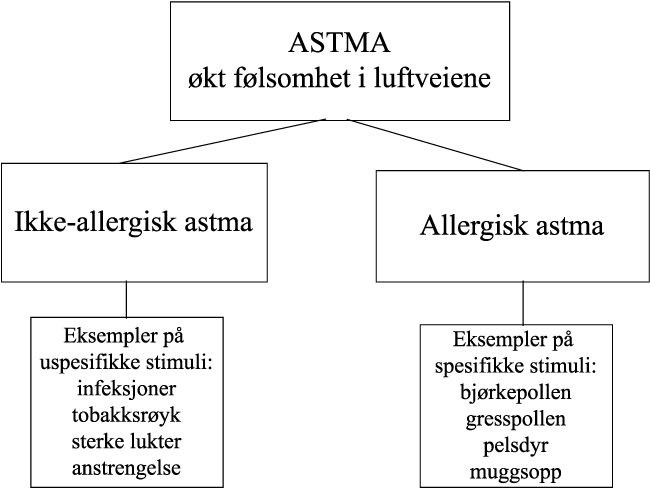 Figur 8.31 En beskrivelse av hvordan astma kan deles i allergisk og ikke-allergisk
astma.