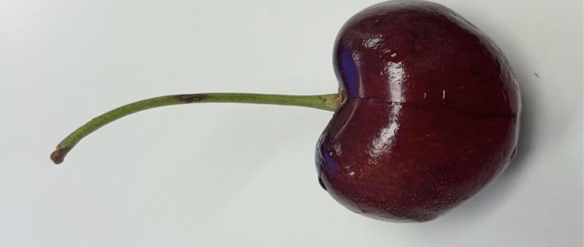 Moreller