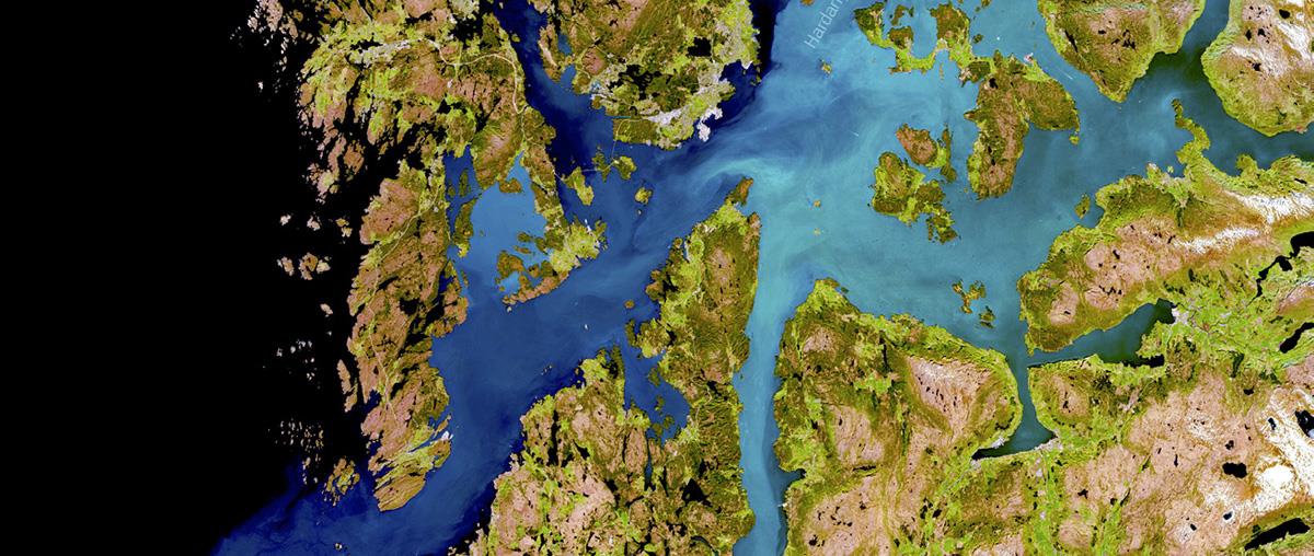 Algeblomstring i Hardangerfjorden.