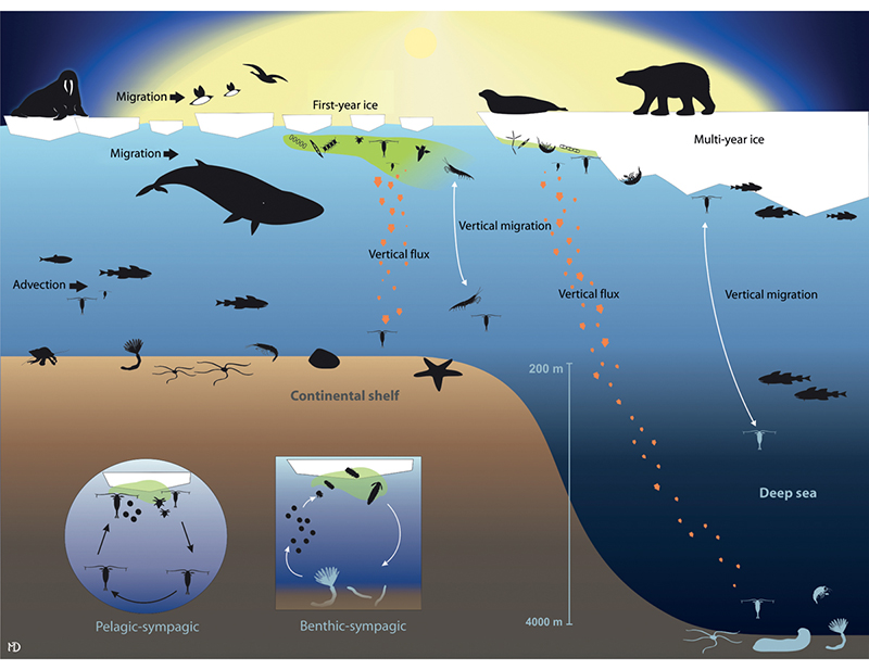 Figure 3.11 Simplified food web in shallow and deeper areas of the marginal ice zone.