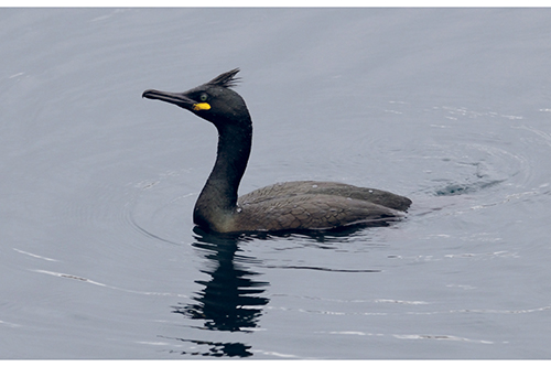 Figure 3.14 Shag.