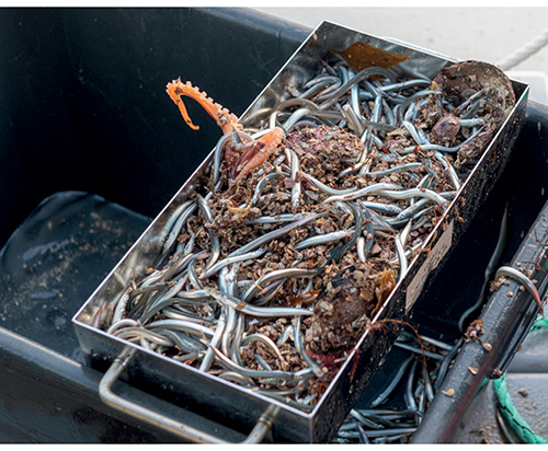 Figure 3.17 Sampling sandeels near Runde island.