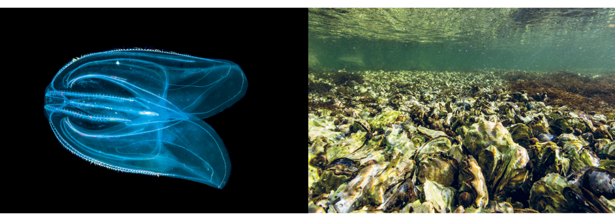 Figure 3.20 Alien species observed in the Norwegian Sea. The comb jelly Mnemiopsis leidyi to the left, and Pacific oysters to the right.