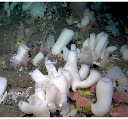 Figure 3.22 The hard-bottom areas around hydrothermal vents are often dominated by sponges and other filter feeders. These areas support high biodiversity and are particular importance for ocean nutrient cycles.