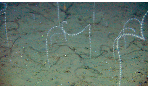 Figure 3.8 Radicipes coral garden, a habitat type classified as endangered in the Norwegian Red List for ecosystems and habitat types 2018.