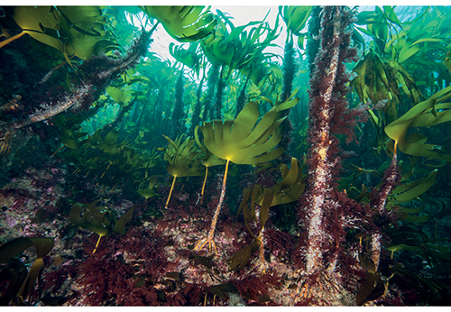 Figure 4.2 Kelp forest in Norway.