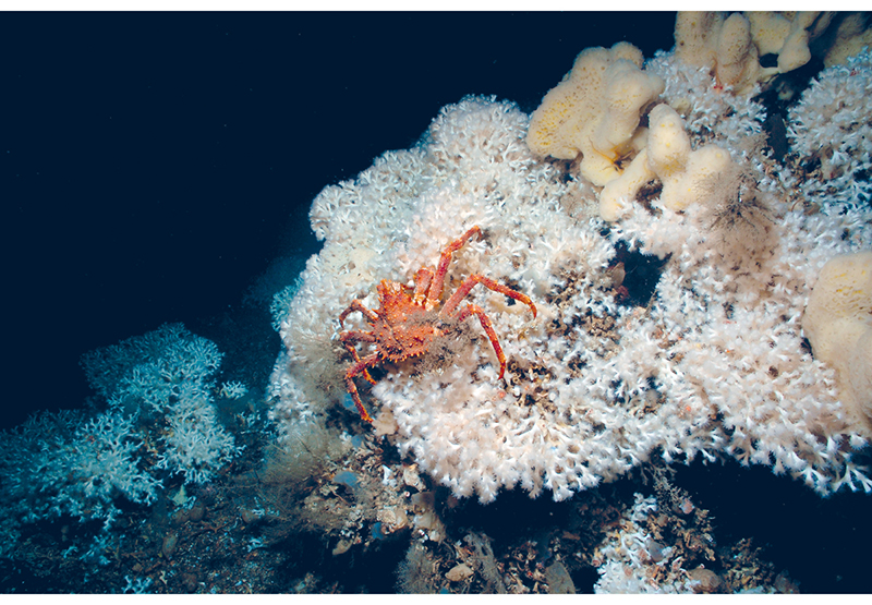 Figure 4.7 Cold-water coral reefs are a habitat for a wide variety of species.