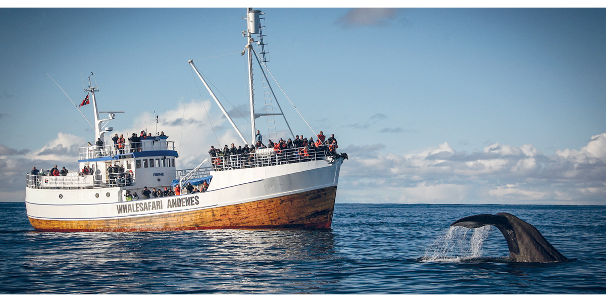 Figure 5.18 A whale watching boat.