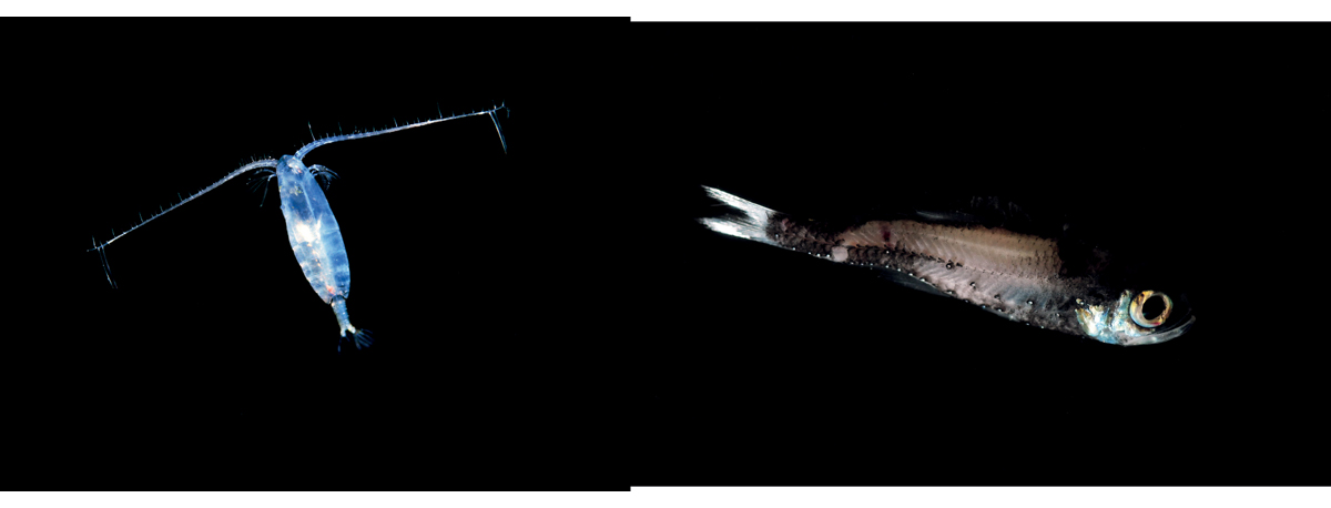 Figure 5.2 The copepod Calanus finmarchicus (left) and a mesopelagic lanternfish (right).
